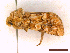  ( - CLV45216)  @11 [ ] CreativeCommons  Attribution Non-Commercial Share-Alike (2022) Carlos Lopez Vaamonde Institut National de la Recherche Agronomique, Zoologie Forestiere