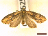  ( - CLV45259)  @11 [ ] CreativeCommons  Attribution Non-Commercial Share-Alike (2022) Carlos Lopez Vaamonde Institut National de la Recherche Agronomique, Zoologie Forestiere