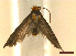  ( - CLV45342)  @11 [ ] CreativeCommons  Attribution Non-Commercial Share-Alike (2022) Carlos Lopez Vaamonde Institut National de la Recherche Agronomique, Zoologie Forestiere