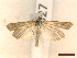  ( - CLV45527)  @11 [ ] CreativeCommons  Attribution Non-Commercial Share-Alike (2022) Carlos Lopez Vaamonde Institut National de la Recherche Agronomique, Zoologie Forestiere