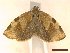  ( - CLV45572)  @11 [ ] CreativeCommons  Attribution Non-Commercial Share-Alike (2022) Carlos Lopez Vaamonde Institut National de la Recherche Agronomique, Zoologie Forestiere