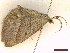  ( - CLV45605)  @11 [ ] CreativeCommons  Attribution Non-Commercial Share-Alike (2022) Carlos Lopez Vaamonde Institut National de la Recherche Agronomique, Zoologie Forestiere