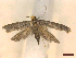  ( - CLV45661)  @11 [ ] CreativeCommons  Attribution Non-Commercial Share-Alike (2023) Carlos Lopez Vaamonde Institut National de la Recherche Agronomique, Zoologie Forestiere