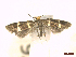  ( - CLV45676)  @11 [ ] CreativeCommons  Attribution Non-Commercial Share-Alike (2023) Carlos Lopez Vaamonde Institut National de la Recherche Agronomique, Zoologie Forestiere