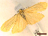  ( - CLV45723)  @11 [ ] CreativeCommons  Attribution Non-Commercial Share-Alike (2023) Carlos Lopez Vaamonde Institut National de la Recherche Agronomique, Zoologie Forestiere
