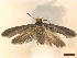  ( - CLV45978)  @11 [ ] CreativeCommons  Attribution Non-Commercial Share-Alike (2023) Carlos Lopez-Vaamonde Museum National d'Histoire Naturelle, Paris