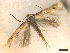  ( - CLV46151)  @11 [ ] CreativeCommons  Attribution Non-Commercial Share-Alike (2023) Carlos Lopez-Vaamonde Museum National d'Histoire Naturelle, Paris