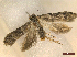  ( - CLV46214)  @11 [ ] CreativeCommons  Attribution Non-Commercial Share-Alike (2023) Carlos Lopez-Vaamonde Museum National d'Histoire Naturelle, Paris