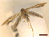  ( - CLV46251)  @11 [ ] CreativeCommons  Attribution Non-Commercial Share-Alike (2023) Carlos Lopez-Vaamonde Museum National d'Histoire Naturelle, Paris