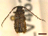  ( - CLV46252)  @11 [ ] CreativeCommons  Attribution Non-Commercial Share-Alike (2023) Carlos Lopez-Vaamonde Museum National d'Histoire Naturelle, Paris