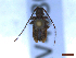  ( - CLV46306)  @11 [ ] CreativeCommons  Attribution Non-Commercial Share-Alike (2023) Carlos Lopez-Vaamonde Museum National d'Histoire Naturelle, Paris