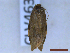  ( - CLV46325)  @11 [ ] CreativeCommons  Attribution Non-Commercial Share-Alike (2023) Carlos Lopez-Vaamonde Museum National d'Histoire Naturelle, Paris