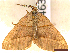  ( - CLV46341)  @11 [ ] CreativeCommons  Attribution Non-Commercial Share-Alike (2023) Carlos Lopez-Vaamonde Museum National d'Histoire Naturelle, Paris