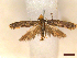  ( - CLV46355)  @11 [ ] CreativeCommons  Attribution Non-Commercial Share-Alike (2023) Carlos Lopez-Vaamonde Museum National d'Histoire Naturelle, Paris
