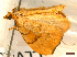  (Eulithis pyraliata - CLV46407)  @11 [ ] CreativeCommons  Attribution Non-Commercial Share-Alike (2023) Carlos Lopez-Vaamonde Museum National d'Histoire Naturelle, Paris