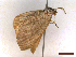  ( - CLV46431)  @11 [ ] CreativeCommons  Attribution Non-Commercial Share-Alike (2023) Carlos Lopez-Vaamonde Museum National d'Histoire Naturelle, Paris