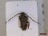  ( - CLV46461)  @11 [ ] CreativeCommons  Attribution Non-Commercial Share-Alike (2023) Carlos Lopez-Vaamonde Museum National d'Histoire Naturelle, Paris
