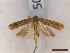  ( - CLV46505)  @11 [ ] CreativeCommons  Attribution Non-Commercial Share-Alike (2023) Carlos Lopez-Vaamonde Museum National d'Histoire Naturelle, Paris