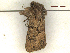  ( - CLV46872)  @11 [ ] CreativeCommons  Attribution Non-Commercial Share-Alike (2022) Carlos Lopez Vaamonde Institut National de la Recherche Agronomique, Zoologie Forestiere