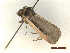  ( - CLV46894)  @11 [ ] CreativeCommons  Attribution Non-Commercial Share-Alike (2021) Carlos Lopez Vaamonde Institut National de la Recherche Agronomique, Zoologie Forestiere