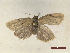  ( - CLV46900)  @11 [ ] CreativeCommons  Attribution Non-Commercial Share-Alike (2021) Carlos Lopez Vaamonde Institut National de la Recherche Agronomique, Zoologie Forestiere