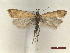  ( - CLV46912)  @11 [ ] CreativeCommons  Attribution Non-Commercial Share-Alike (2021) Carlos Lopez Vaamonde Institut National de la Recherche Agronomique, Zoologie Forestiere