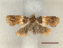  ( - CLV46975)  @11 [ ] CreativeCommons  Attribution Non-Commercial Share-Alike (2021) Carlos Lopez Vaamonde Institut National de la Recherche Agronomique, Zoologie Forestiere