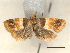  ( - CLV46986)  @11 [ ] CreativeCommons  Attribution Non-Commercial Share-Alike (2022) Carlos Lopez Vaamonde Institut National de la Recherche Agronomique, Zoologie Forestiere