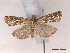  (Acrobasis porphyrella - CLV47374)  @11 [ ] CreativeCommons  Attribution Non-Commercial Share-Alike (2021) Carlos Lopez Vaamonde Institut National de la Recherche Agronomique, Zoologie Forestiere