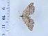  ( - CLV47542)  @11 [ ] CreativeCommons  Attribution Non-Commercial Share-Alike (2021) Carlos Lopez Vaamonde Institut National de la Recherche Agronomique, Zoologie Forestiere