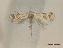 ( - CLV47715)  @11 [ ] CreativeCommons  Attribution Non-Commercial Share-Alike (2021) Carlos Lopez Vaamonde Institut National de la Recherche Agronomique, Zoologie Forestiere