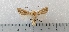  ( - CLV49327)  @11 [ ] CreativeCommons  Attribution Non-Commercial Share-Alike (2024) Carlos Lopez Vaamonde Institut National de la Recherche Agronomique, Zoologie Forestiere