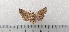  ( - CLV49348)  @11 [ ] CreativeCommons  Attribution Non-Commercial Share-Alike (2024) Carlos Lopez Vaamonde Institut National de la Recherche Agronomique, Zoologie Forestiere