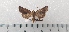  ( - CLV49350)  @11 [ ] CreativeCommons  Attribution Non-Commercial Share-Alike (2024) Carlos Lopez Vaamonde Institut National de la Recherche Agronomique, Zoologie Forestiere