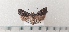  ( - CLV49369)  @11 [ ] CreativeCommons  Attribution Non-Commercial Share-Alike (2024) Carlos Lopez Vaamonde Institut National de la Recherche Agronomique, Zoologie Forestiere