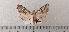  ( - CLV49475)  @11 [ ] CreativeCommons  Attribution Non-Commercial Share-Alike (2025) Carlos Lopez Vaamonde Institut National de la Recherche Agronomique, Zoologie Forestiere