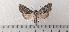  ( - CLV49476)  @11 [ ] CreativeCommons  Attribution Non-Commercial Share-Alike (2025) Carlos Lopez Vaamonde Institut National de la Recherche Agronomique, Zoologie Forestiere