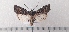  ( - CLV49479)  @11 [ ] CreativeCommons  Attribution Non-Commercial Share-Alike (2025) Carlos Lopez Vaamonde Institut National de la Recherche Agronomique, Zoologie Forestiere