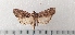  ( - CLV49481)  @11 [ ] CreativeCommons  Attribution Non-Commercial Share-Alike (2025) Carlos Lopez Vaamonde Institut National de la Recherche Agronomique, Zoologie Forestiere