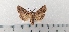  ( - CLV49486)  @11 [ ] CreativeCommons  Attribution Non-Commercial Share-Alike (2025) Carlos Lopez Vaamonde Institut National de la Recherche Agronomique, Zoologie Forestiere