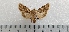  (Anarta trifolli - CLV49488)  @11 [ ] CreativeCommons  Attribution Non-Commercial Share-Alike (2025) Carlos Lopez Vaamonde Institut National de la Recherche Agronomique, Zoologie Forestiere