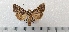  ( - CLV49504)  @11 [ ] CreativeCommons  Attribution Non-Commercial Share-Alike (2025) Carlos Lopez Vaamonde Institut National de la Recherche Agronomique, Zoologie Forestiere