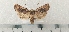  ( - CLV49513)  @11 [ ] CreativeCommons  Attribution Non-Commercial Share-Alike (2025) Carlos Lopez Vaamonde Institut National de la Recherche Agronomique, Zoologie Forestiere