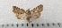  ( - CLV49526)  @11 [ ] CreativeCommons  Attribution Non-Commercial Share-Alike (2025) Carlos Lopez Vaamonde Institut National de la Recherche Agronomique, Zoologie Forestiere