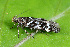  ( - CLV49601)  @11 [ ] CreativeCommons  Attribution Non-Commercial Share-Alike (2025) Carlos Lopez Vaamonde Institut National de la Recherche Agronomique, Zoologie Forestiere