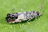  ( - CLV49614)  @11 [ ] CreativeCommons  Attribution Non-Commercial Share-Alike (2025) Carlos Lopez Vaamonde Institut National de la Recherche Agronomique, Zoologie Forestiere