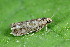  ( - CLV49625)  @11 [ ] CreativeCommons  Attribution Non-Commercial Share-Alike (2025) Carlos Lopez Vaamonde Institut National de la Recherche Agronomique, Zoologie Forestiere