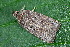  ( - CLV49628)  @11 [ ] CreativeCommons  Attribution Non-Commercial Share-Alike (2025) Carlos Lopez Vaamonde Institut National de la Recherche Agronomique, Zoologie Forestiere