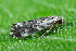  ( - CLV49647)  @11 [ ] CreativeCommons  Attribution Non-Commercial Share-Alike (2025) Carlos Lopez Vaamonde Institut National de la Recherche Agronomique, Zoologie Forestiere