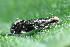  ( - CLV49651)  @11 [ ] CreativeCommons  Attribution Non-Commercial Share-Alike (2025) Carlos Lopez Vaamonde Institut National de la Recherche Agronomique, Zoologie Forestiere